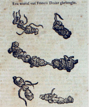Tekening gemberwortels Francis Drake uit Dodoens Crvydtboeck (1644), 1464.