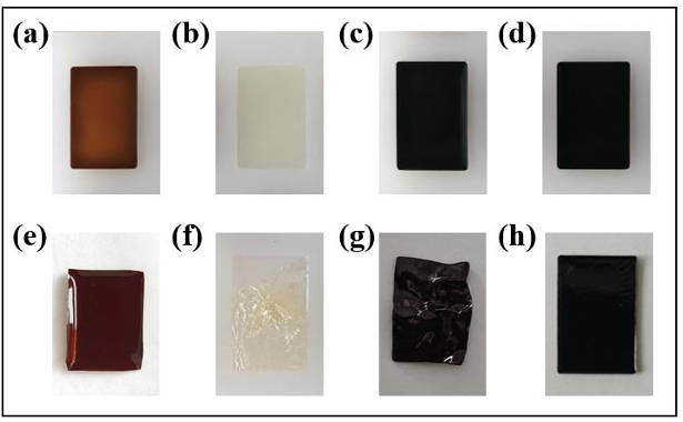 Keratinefilms voor (a-d) en na verwijdering (e-h) uit de siliconen mal. (a, e) glutaaraldehyde; (b, f) zonder crosslinker; (c, g) lage concentratie genipine; (d, h) hogere concentratie genipine. Beeld: eigen werk.&nbsp;