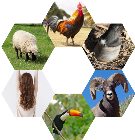Keratine komt voor in onder meer veren, haar, hoeven, wol en hoorns. Eigen collage op basis van CC0/Public Domain-afbeeldingen.&nbsp;