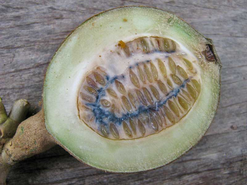 Onrijpe jaguavrucht (Genipa americana). Bij blootstelling aan lucht reageert genipin, waardoor het typische blauwe pigment ontstaat. Foto: Alex Popovkin / CC BY 2.0&nbsp;