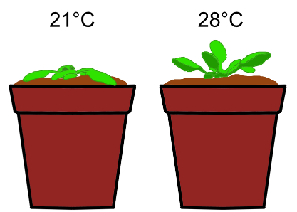 A two pots with plants</p>
<p>Description automatically generated with medium confidence