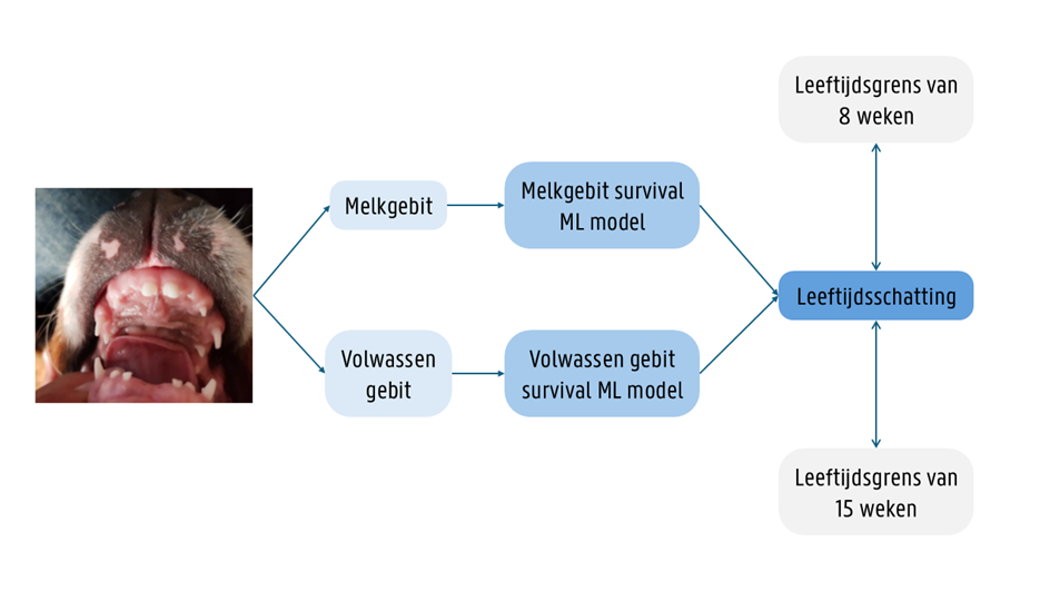 Schematische voorstelling modellen