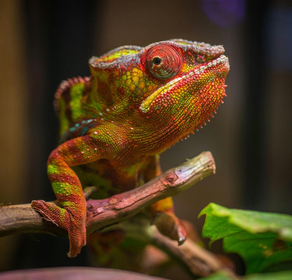 Kameleon