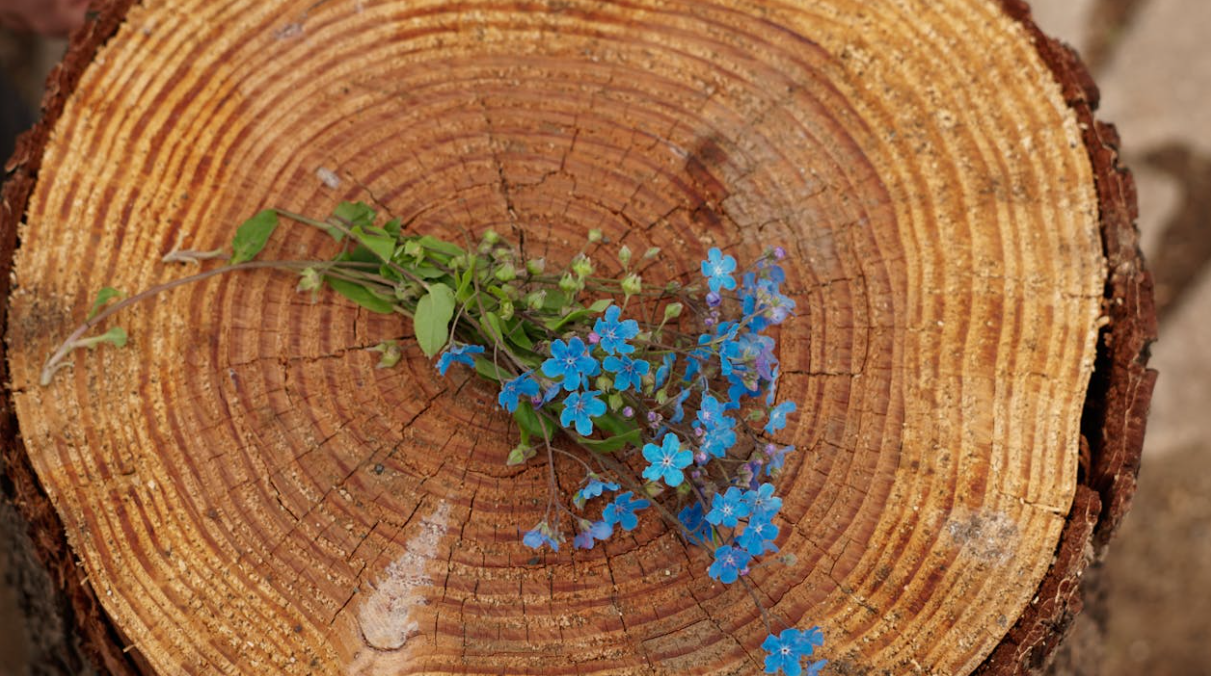 Afbeelding met plant, hout, bloem, houten</p>
<p>Automatisch gegenereerde beschrijving