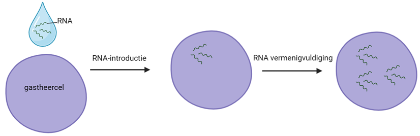 RNA vermenigvuldiging in de cel