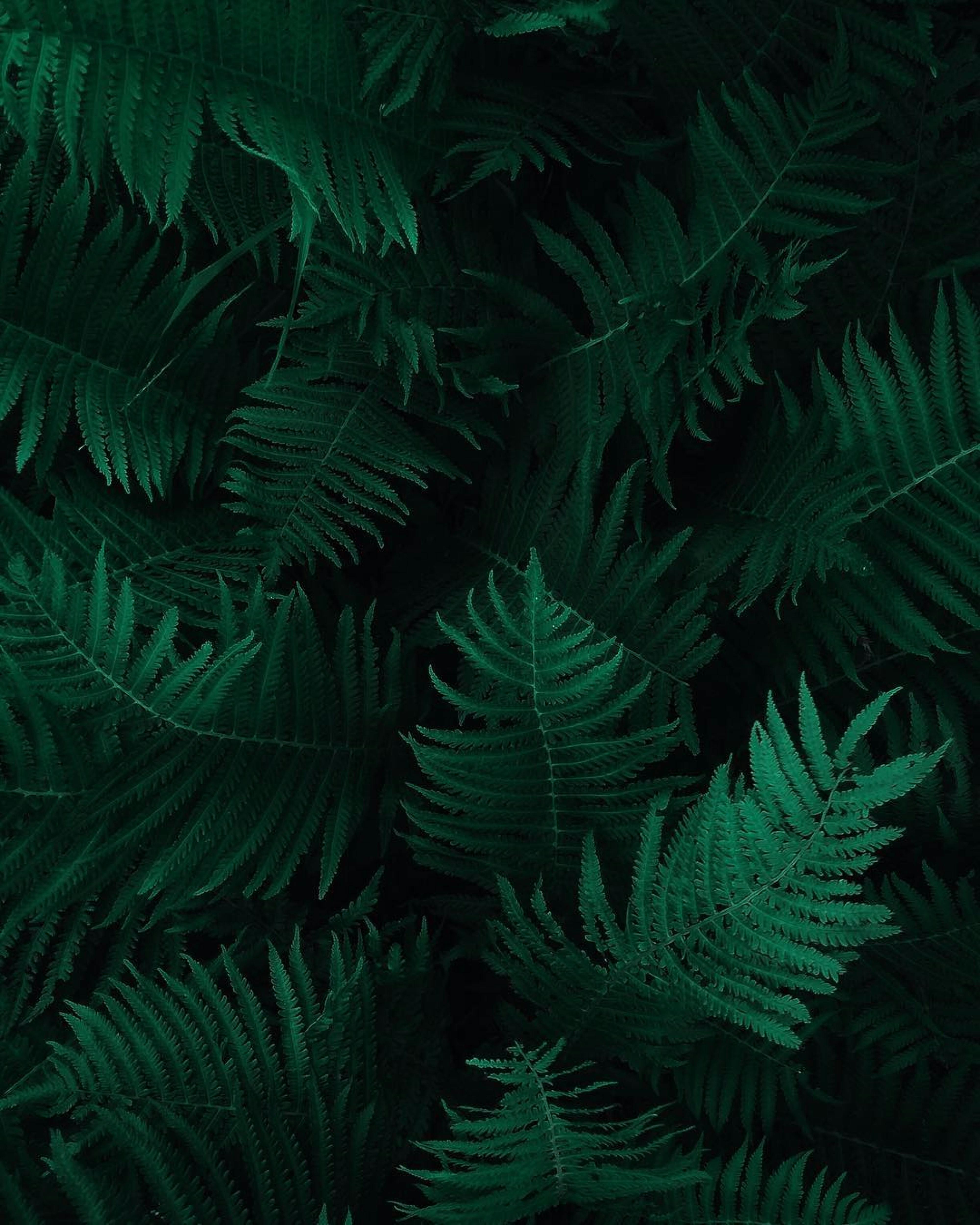 Foto door Igor Haritanovich: https://www.pexels.com/nl-nl/foto/foto-van-groene-varenbladeren-1687341/