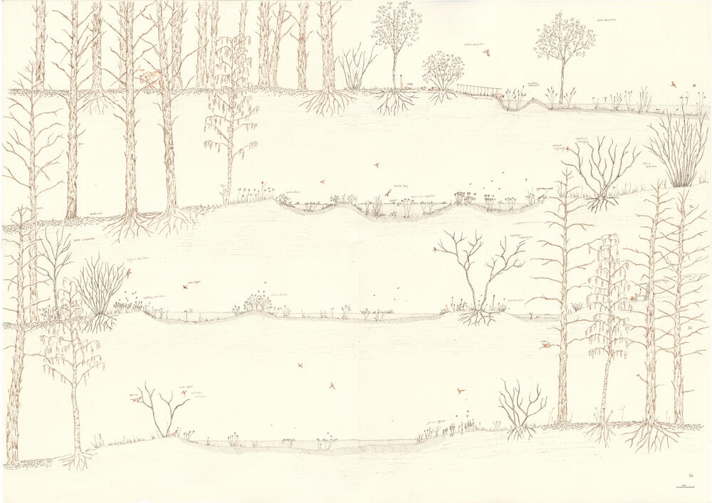 De retentievijvers in het bos met haar nieuwe interacties